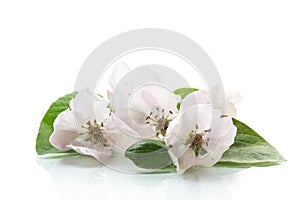 Spring flowering quince tree on a white background