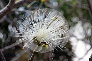 Shaving brush tree or amapolla tree (lat.- pseudobombax ellipticum