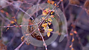 Yellow spring flowers bloomed on the branches in the garden photo