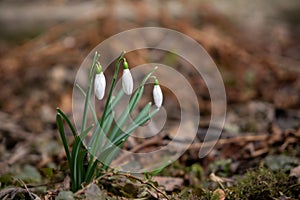 Spring flowering. Snowdrops in the park.