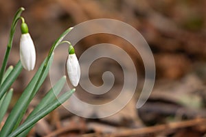 Spring flowering. Snowdrops in the park.