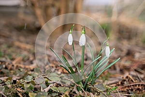 Spring flowering. Snowdrops in the park.