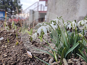 Spring flowering. Snowdrops in the park or garden.