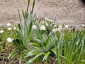 Spring flowering. Snowdrops in the park or garden.