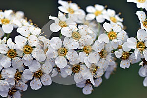 Spring flowering of Spiraea hypericifolia