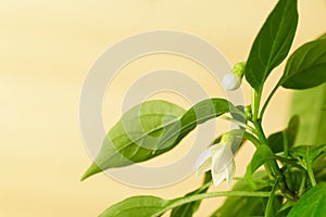 Spring flowering sweet pepper with light background