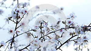 Spring. The flowering tree with bees. Velez Malaga, Spain