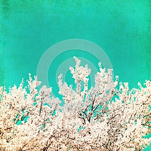 Spring flowering tree on blue textured sky