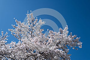 Spring flowering tree branch with white flowers on blue sky background.