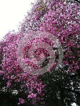 Spring - Flowering tree - YPÊ tree