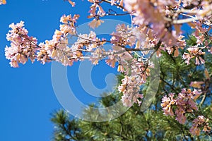 Spring flowering of trees