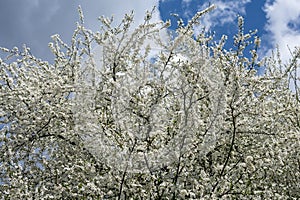 Spring flowering trees.