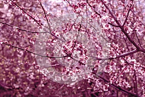 Spring flowering trees. The beginning of the garden season. Toning in pink color .