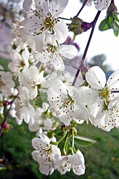 Spring flowering trees, flowering branches of a tree