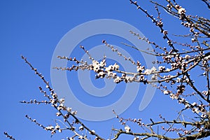 Spring flowering trees. Pollination of flowers of apricot. Bloom