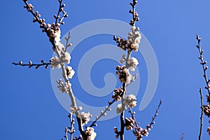 Spring flowering trees. Pollination of flowers of apricot. Bloom