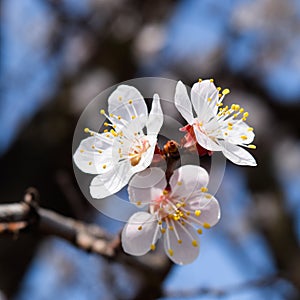 Spring flowering trees. Pollination of flowers of apricot. Bloom