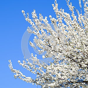 Spring flowering trees. Pollination of flowers of plum. Blooming