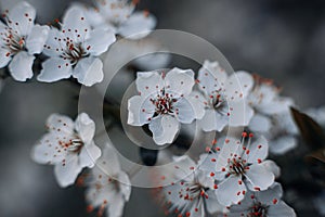 Spring flowering trees on a soft defocused background