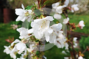 Spring flowering trees. White beautiful flowers. Green grass over day background.