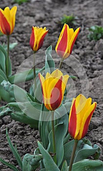 Spring flowering tulips kaufmanniana