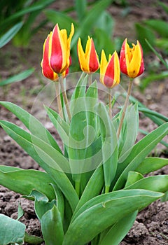 Spring flowering tulips kaufmanniana