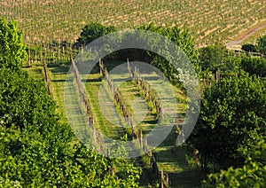 Spring flowering vineyard in Moravia in Central Europe