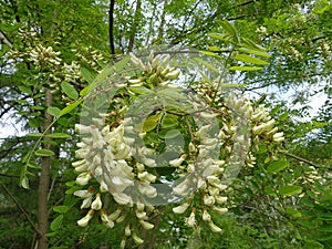Spring flowering of white acacia tree