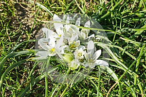 Spring flowering of white Ornithogalum umbellatum star of Bethlehem, grass lily, nap at noon, eleven o clock lady. White flowers