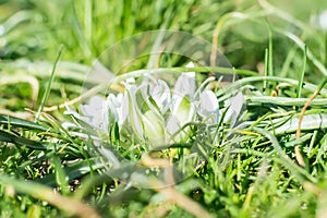 Spring flowering of white Ornithogalum umbellatum star of Bethlehem, grass lily, nap at noon, eleven o clock lady. White flowers