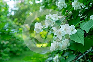 Spring flowering wild apple tree. Branch of a blossoming apple tree. Spring time.