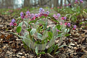 Spring flowering of wild plants (Pulmonaria obscura).