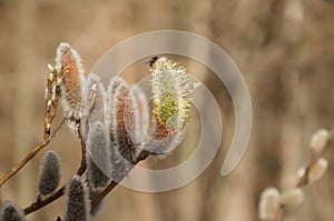 Spring flowering willow tree, buds blooming