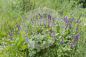 Spring flowerrs in the field