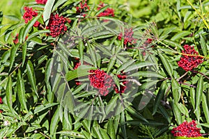 Spring flowerrs in the field