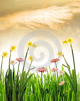 Spring flowers