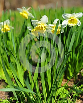 Spring flowers