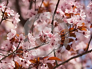 Spring pink flowers on a tree in Greece