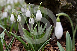 Spring flowers