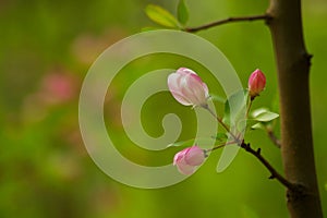 Spring flowers