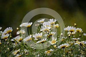 Spring flowers