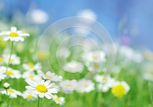 Spring flowers green background photo