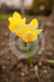 Spring flowers