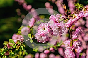 Spring Flowers