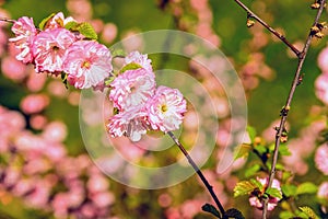 Spring Flowers