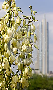 Spring flowers