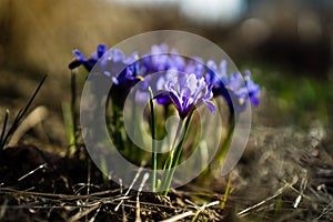 Spring flowers