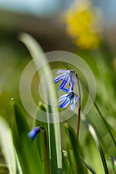 Spring flowers