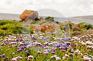 Spring flowers