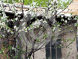 Spring and flowers against the backdrop of an old ruined house. Life goes on. White flowers on fruit trees.